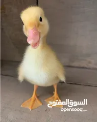  3 بط أليف صغير