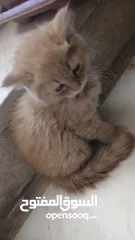  3 قط بعمر شهرين صغير لعلوب الاب شيرازي والام عاديه بعيون عسليات