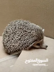  1 قنفذ ممتاز