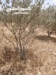  5 بيع قطعة ارض