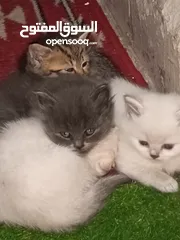  13 القطط الصغيره عمرهااا 2 شهرين ..القطط الكبيره عمرها 8شهور .. القط الاحمر سنه و3شهور