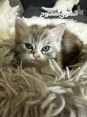  3 شيرازي بيور للبيع بسعر مغري