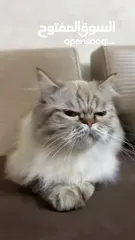  4 قطه هيمالايا