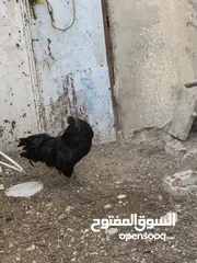  3 ديوك لمبرجيني و صيصان صحة و نظافة  بلدي للبيع