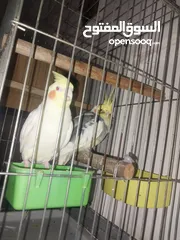  3 ببغاء الكوكاتيل للبيع
