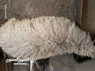  10 عبوره أسنان اللبن  للبيع  تنفع اضحيه او عقيقه او نذر