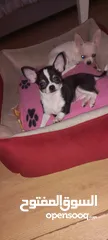  11 Chihuahua puppies
