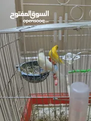  6 طيور مشكله للبيع ويوجد طيره دره ام فراخ هندي سوبر جامبو مات فحلها طيرة بالصلاه على النبي صحة ونضافة