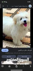  1 مطلوب كلب مالتيز بالجبيهة