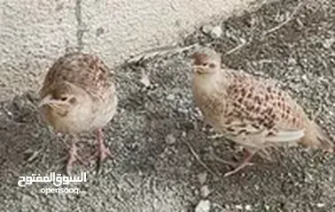  20 للبيع حمام السيح +صفارد عمانيه+ للبيع طيور الكزنجو الوان مختلفه