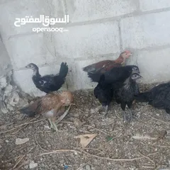  5 بسم الله فرخات نخب اول