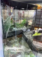  20 أحواض سمك مميز عروض خيالية جودة عالمية تابع الوصف