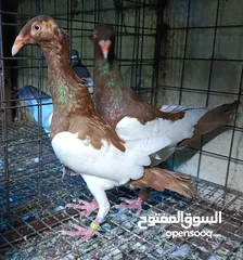  28 حمام نخب الماني جواز وفردات