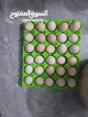  2 بيض بلدي عدد 30 حبة للتواصل واتس اب