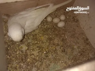  13 3 جواز حب شغالات مع بيض وفراخ مقفصات
