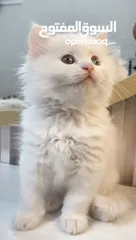  2 متوفر قطط للبيع