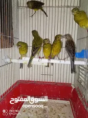  7 7 حبات كنار رازا إنتاج بلدي محجلات بحجل أردني حبات أشي بفتح نفس 5 فحول وطيرتين 6 حبات زيتوني صافي وح