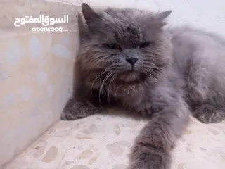  4 قط للبيع بسعر مناسب