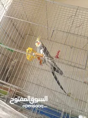  1 جوز كوكتيل