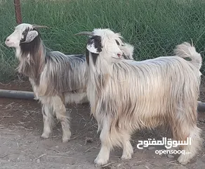  2 رموج من حلال الرحوب ووحدة تحتها جدي ماشاء الله حلال طيب ونظيف للتربية