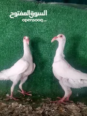  5 جوز مخاليف اول بطن