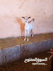  5 صلالي مقزم الاصلي سخال غزلاني