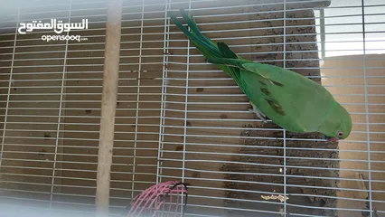  1 Female green Parrot