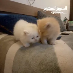  4 قطط شيرازي للبيع Persian cats for sale