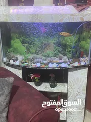  2 حوض سمك للبيع