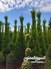  22 جميع الاشجار المثمرة والزينه  تنسيق وزراعة الحدائق الخارجيه والداخليه  صيانة الحدائق وتشكيل الأشجار