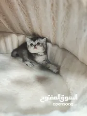  4 انثى سكوتش ستريت ، سلفر شدد بسعر ولا بأحلام