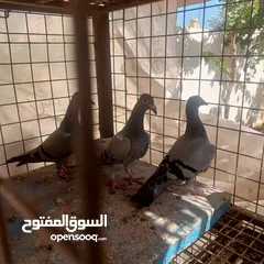  11 حمام زاجل فطام جديد دماء قوية  ثلاثة فراخ نخب  مطلوب 12دينار  اربع دينار الواحد