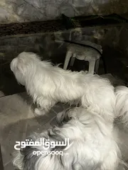  8 كلاب مالتيز للبيع بسعر مغري قابل للتفاوض بشيء بسيط
