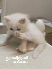  5 قطط صغيره للبيع