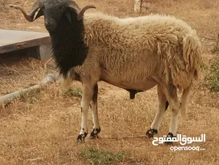  1 الله يبارك خروف