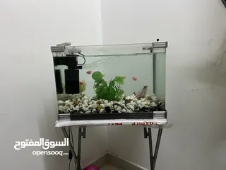  1 Fish Tank with Fish and Accessories