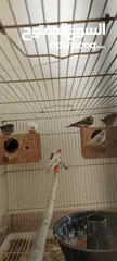  4 zebra finches+white finches