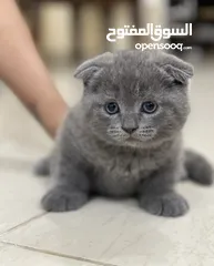  1 Scottish Fold and British kitten available