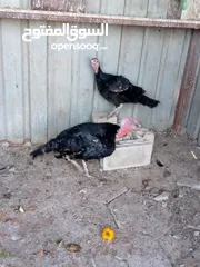  2 جوز حبش ما شاء الله صحه ونضافة