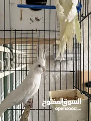  1 جوز ببغاء كوكتيل البينو متكلم وطيره لاتينو