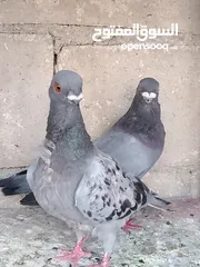  2 جواز الكوم عل 13 اجوز القطع كل اشي بسعرو