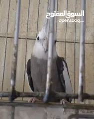  5 متاح في السلط