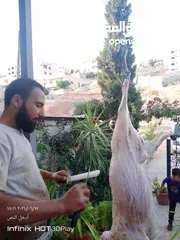  14 لحام متنقل ذبح أضاحي خاروف عجل بلدي جمل غنم بلدي روماني برزيلي كولمبي اسباني خروف بلدي جزار متنقل