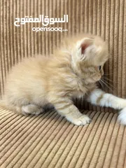  28 قــطــط لــلــبــيــع