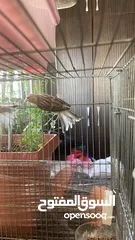  2 طيور للبيع