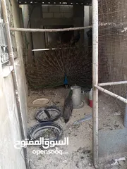  4 طواويس هندية رائعة الجمال للبيع – زين حديقتك بألوان الطبيعة