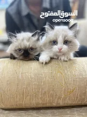  2 قطط راغدول للبيع