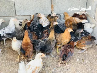  2 عتوق دجاج عربي وزهري