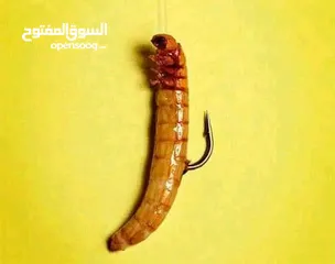  20 يرقات دود القبابي حي ميلوورم mealworm غذاء ممتاز بروتين حيواني لا يسبب التشحيم للطيور والاسمام