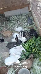  3 كوم ارانب للبيع شغالات%100 صحه ونظافه ما شاء الله